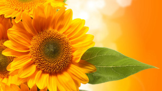 Sunflower blurry autumn fireworks orange - a blurry effect free wallpaper