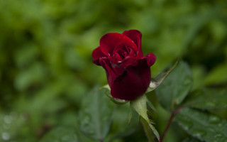 Red rose water droplets green 4 - green foliage free wallpaper