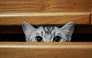 Cat peeking drawer big eyes - its eye wide open free wallpaper
