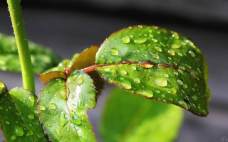 Green leaf water drops macro 41 - a green leaf free wallpaper