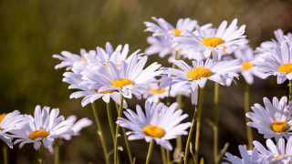 White flowers yellow centers field - yellow center free wallpaper