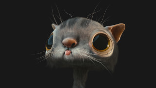 Cat bigeyes nose photorealism characterportrait - a cat free wallpaper