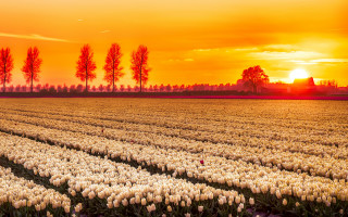 Flower field sunset trees autumn - a field of flowers free wallpaper