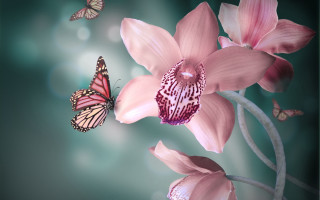 Pink flower butterfly glowing blue - a pink flower free wallpaper