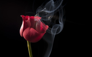 Red tulip smoke black background - single free wallpaper