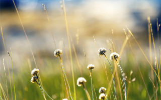 Grass flowers sky bokeh hatsune - anne rigney free wallpaper
