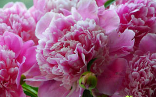 Pink flowers green leaves impressionist 2 - a close up of a bunch free wallpaper