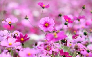 Pink flower bee blurry background 2 - a blurry background free wallpaper for desktop