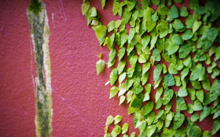 Green leaves red wall plant - andy goldsworthy free wallpaper