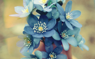 Vase flowers blurry background macro - florianne becker free wallpaper