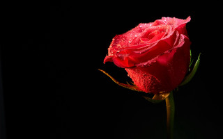Red rose water droplets macro 3 - rose free wallpaper
