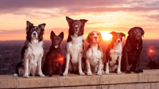 Dogs sunset ledge cloudy sky - renaissance free wallpaper