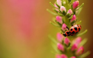 Ladybug pinkflower greenleaves macro bokeh - the background and a blurry background free wallpaper