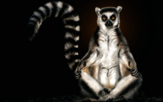 Lemur dark yellow eyes realistic - alex petruk ape free wallpaper
