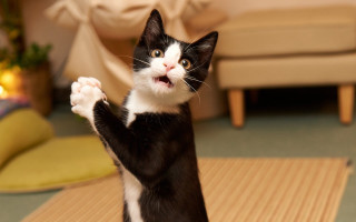 Black white cat standing paws 2 - its hind leg free wallpaper
