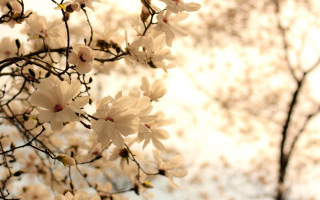 White flower tree bokeh blurry - a picture free wallpaper for desktop