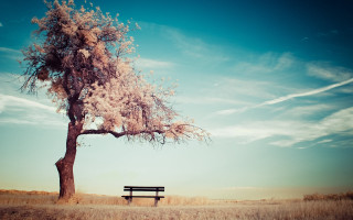 Bench tree field sky clouds - dreamlike free wallpaper