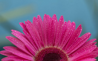 Pink flower water droplets blue - petal free wallpaper for desktop