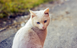 Sad cat blue eyes blurry - sad free wallpaper