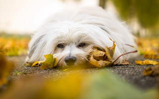 White dog leaves mouth autumn - his mouth free wallpaper