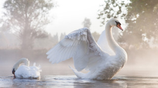 Swan flapping water near tree - naturalism free wallpaper