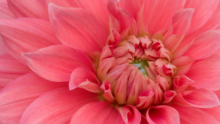 Pink flower green center macro - petal free wallpaper for desktop