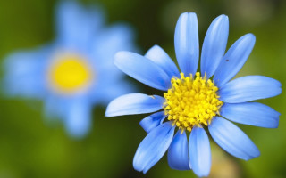 Blue flower yellow center macro 5 - a yellow center free wallpaper