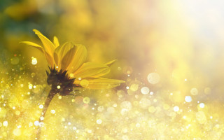 Yellow flower water droplets bokeh 4 - petal and a blurry background free wallpaper
