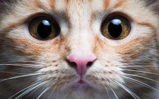 Cat blue eye white nose - symmetrical free wallpaper