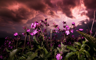 Purple flowers cloudy sky dusk - rich moody colours free wallpaper