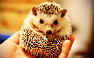 Hedge hand wall bluebowl naturalism - pincushion len free wallpaper