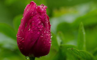Pink flower water droplets green 8 - a green leafy area in the foreground free wallpaper