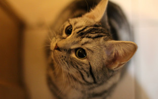 Cat mirror wideeyes macro photorealistic - its head in free wallpaper