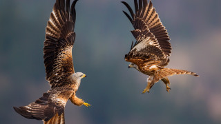 Birds of prey wings spread - their wing free wallpaper