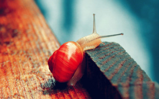 Snail wooden surface autumn leaves - a snail free wallpaper