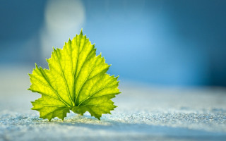 Green leaf macro foliage blue - a green leaf free wallpaper