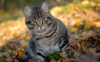 Sad cat leaves grass autumn - a stock photo free wallpaper