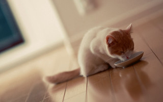 Cat eating bowl mirror superflat - a bowl free wallpaper