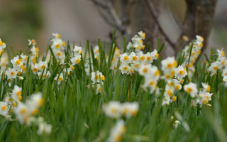 Flowers grass tree field bokeh - the grass together free wallpaper