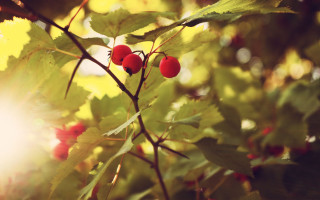 Branch berries autumn macro nature - the sun free wallpaper