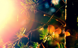 Pine tree sunshine branch bokeh - branch free wallpaper