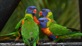 Colorful birds puzzle blurry background - outside free wallpaper