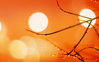Water drops plant moon sunset - a close up of a plant free wallpaper