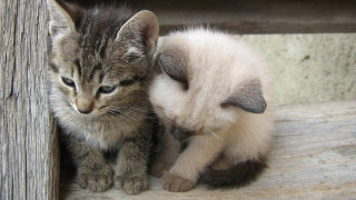 Two kittens wooden bench cute - the other free wallpaper