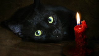 Black cat green eyes red - a red flame free wallpaper