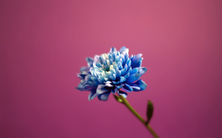 Blue flower vase pink background - a green stem in the foreground free wallpaper