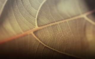 Leaf macro blurry background naturalism - a blurry background of leaves free wallpaper