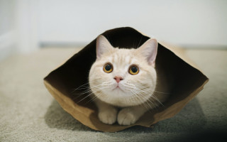 White cat bag beach shadow - inside free wallpaper