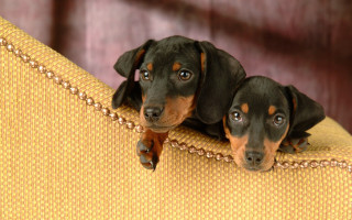 Two dogs yellow couch surrealism - a chain free wallpaper