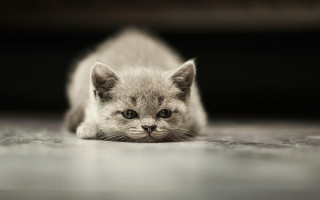 Small kitten sad eyes microscopic - grey background free wallpaper